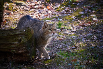 Naklejka na ściany i meble Wildcat Hunting in Forest (Felis silvestris)