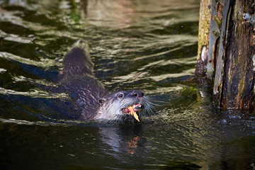 European Otter (Lutra Lutra) Feeding
