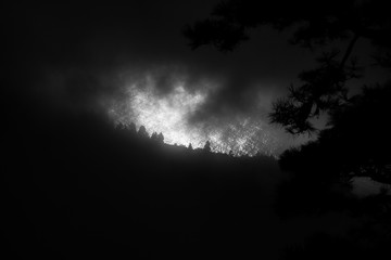 silouhette oceano pini