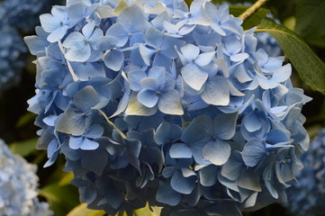 blue flowers on a background