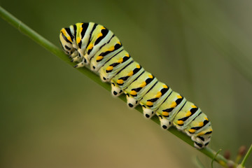 Macro black swallowtail caterpillar climbing a dill plant