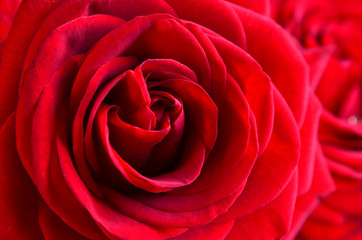 Red rose natural floral background. Bouquet for Valentine's Day concept. Copy space.Soft selective focus.