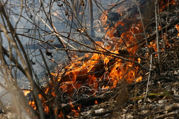 Incendio forestal