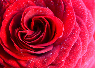 Red rose with water drops natural floral background.Bouquet for Valentine's Day concept.Copy space.Soft selective focus.
