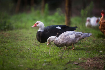 Fototapeta premium Two ducks one black and one white to eat a field pasture with green herb.