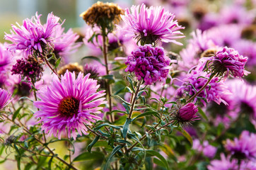 Obraz premium aster flowers. Decorative garden plant with purple flowers. Beautiful perennial plant. close up