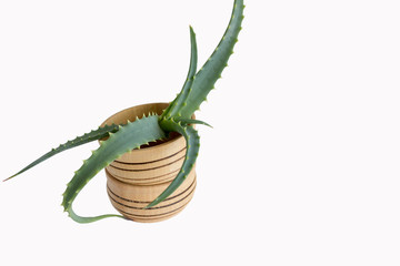 Aloe vera in a wooden plate rustic style, professional skin care, the concept of naturalness of cosmetics