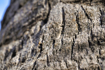 close up of tree foliage in Las Palmas, Gran Canaria, Spain