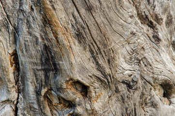 texture of an old tree without bark. close-up