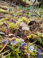 mushroom in forest