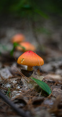 Red and orange mushroom