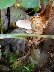 mushroom in forest with leaf
