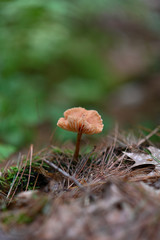 Brown mushroom