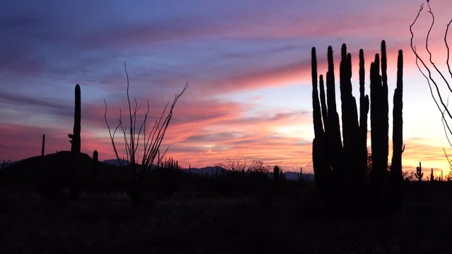 Three Giant Saguaros (Carnegiea gigantea) against the background of red clouds in the evening at sunset. Organ Pipe Cactus National Monument, Arizona, USA