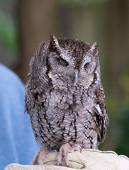 A blind owl without eyes