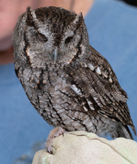 A blind owl without eyes