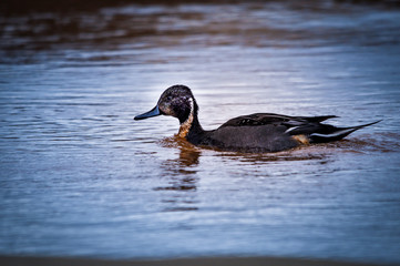 Duck swimming in the pond