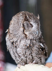 A blind owl without eyes