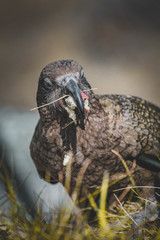 Kea parrot holding food in his beak