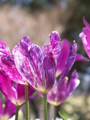 Purple Flower