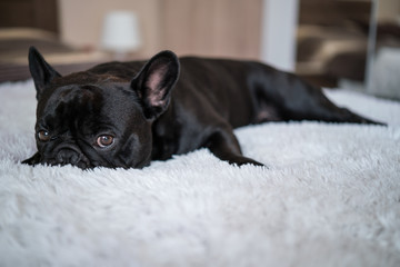 Puppy French bulldog