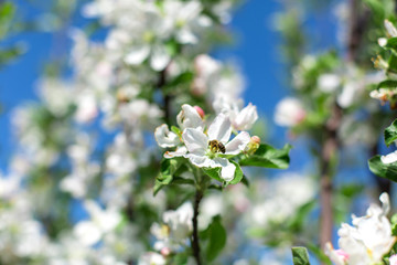 blooming flowers on tree branches close up