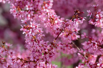 Prunus okame flowering early spring ornamental tree, beautiful small pink flowers in bloom