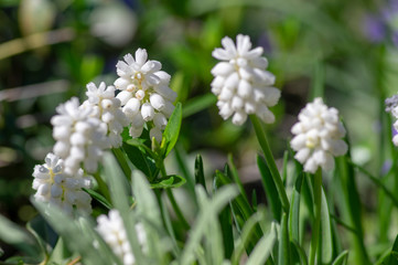 Muscari aucheri white flowering flowers, group of bulbous plants in bloom, green leaves