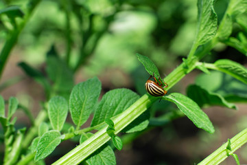 Colorado beetles eat potato crop in the garden