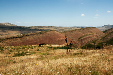 Horse into the striped mountains near the cave monastery David Garedji in Georgia Kakheti region