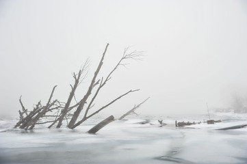 winter landscape with dead trees at the misty rivers edge