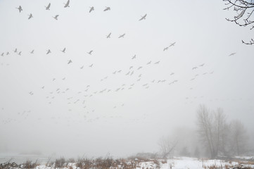 Flight of the Canada geese in the winter wonderland misty scene