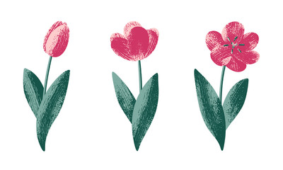 Vector hand drawn tulip flowers with stem and leaves isolated on white transparent background