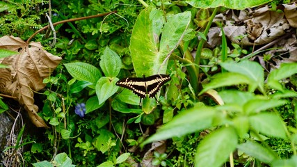 Schmetterling