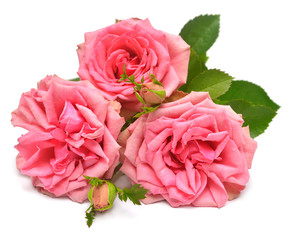 Bouquet of pink rose flowers isolated on white background. Wedding card, bride. Greeting. Summer. Spring. Flat lay, top view. Love. Valentine's Day