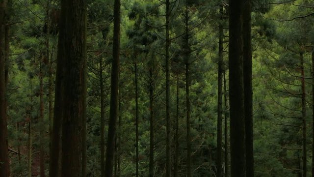 森の木々