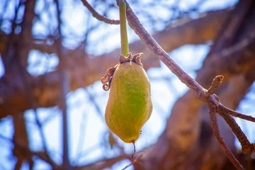 Deurstickers Green baobab fruit hanging on a tree in Senegal, Africa. © Jana
