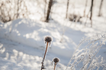 Echinacea in the winter, a plant covered with snow