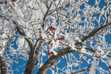 red berries covered with snow,