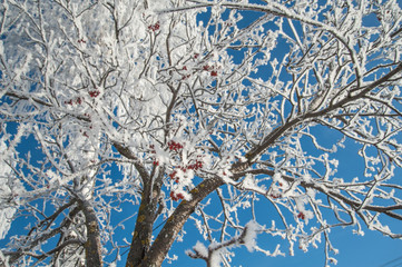 red berries covered with snow,mountain ash covered with snow
