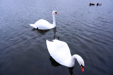 white swans on the lake in autumn