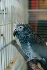 Obraz premium parrot