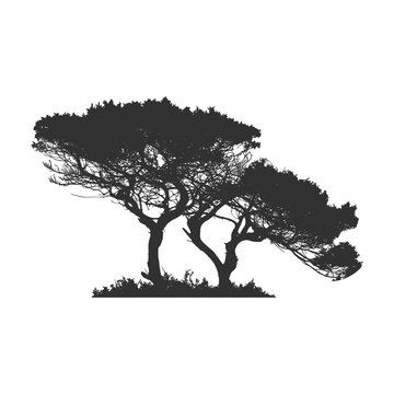 African tree in silhouette. Stock Vector illustration isolated on white background.