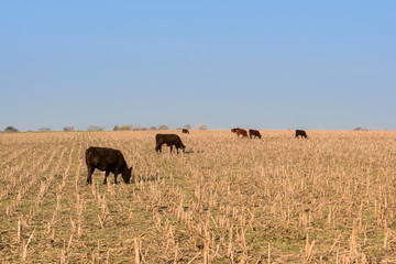 Livestock, Argentine meat production , in Buenos Aires countryside, Argentina