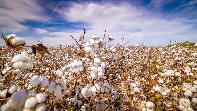 Cotton field ready to be harvested in Eloy, Arizona