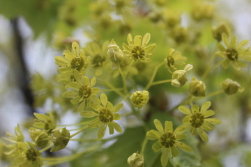 Blooming Yellow Flowers