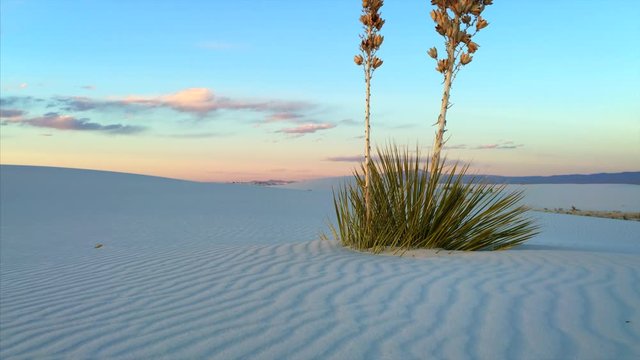 Yucca and rippled sand at White Sands National Monument in New Mexico