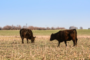 Livestock, Argentine meat production , in Buenos Aires countryside, Argentina