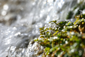 Small green plants soaked by the water of a waterfall