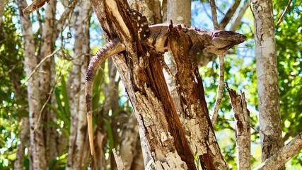 Leguan